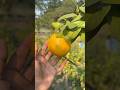 Mysorio yellow Malta 🍋🌿#fruit #citrus #satisfying #gardening #amazing