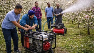 Pea Size Spray Miss Fruit Drop Apple Fruitlet Stage Full Guide