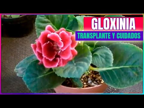 Video: Gloxinia. Cómo Cuidarla Adecuadamente