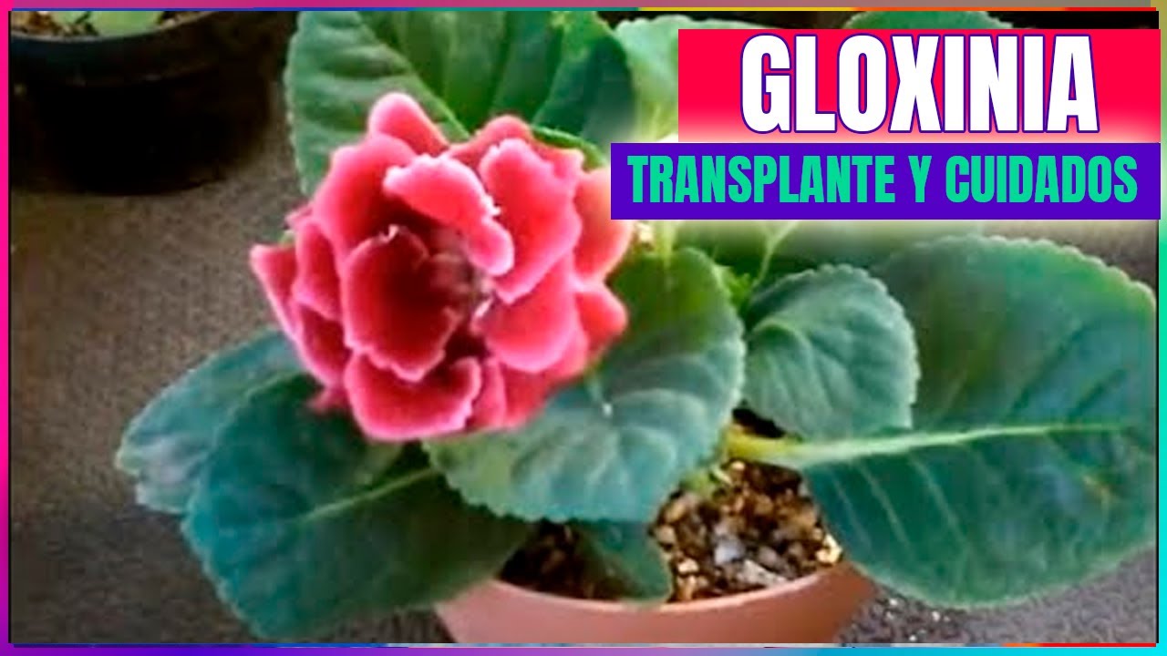 Gloxinia Sinningia speciosa care and transplantation - thptnganamst.edu.vn