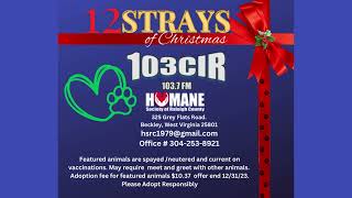 Robin - Cat   Sponsored by Melton Mortuary 1200 Harper Road  CALL 304-253-8100   meltonmortuary.com