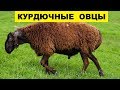 Разведение курдючных овец как бизнес идея | Овцеводство | Курдючные овцы