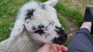 Bubble, the pet lamb. screenshot 3