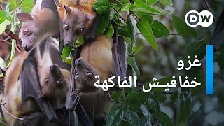 وثائقي | أكبر هجرة للخفافيش في العالم | وثائقية دي دبليو