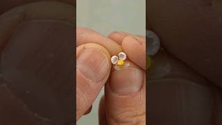 DIY cracked egg for my dollhouse #miniature #tutorial #howto #diy #craft #resinart #miniaturefood
DIY cracked egg for my dollhouse #miniature #tutorial #howto #diy #craft #resinart #miniaturefood DIY cracked egg for my dollhouse #miniature #tutorial #howto #diy #craft #resinart #miniaturefood