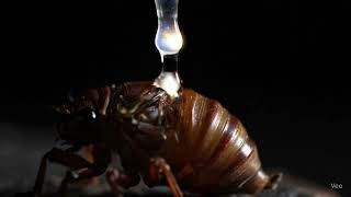 Opal Cicada Shell Transformation