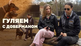 Гуляем с доберманом #1: Анфиса и Банди | Интервью с хозяйкой добермана