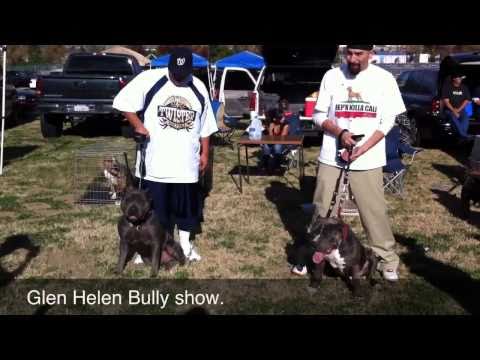 O-DOGGZ KENNEL 2010-2011 AWARD WINNING WORKING WES...