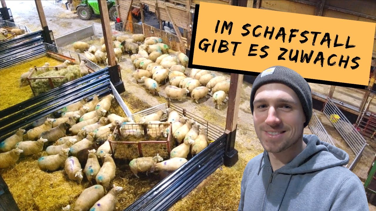 Die Lammzeit beginnt | Wie läuft es bisher? | DEICHVLOG #56