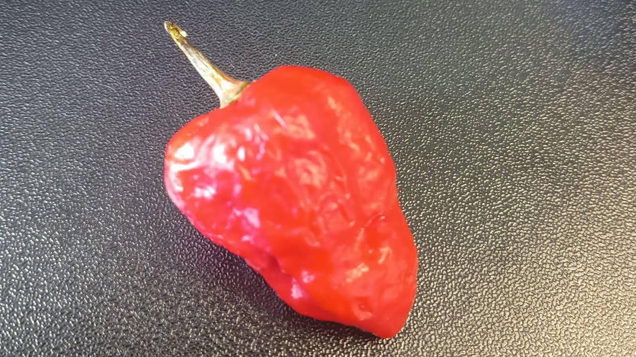 Hottest Peppers 🔥 Naga Viper