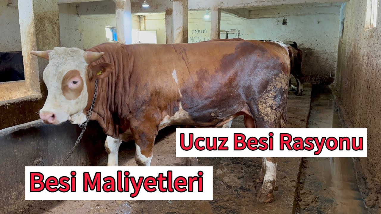 Besiye Nasıl Başlanır Ne Kadar Yem yer ???