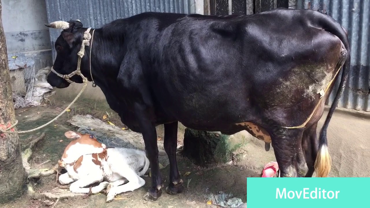 18 Litter Milk Cow For Sale Oishi Dairy Farm / 01770664989 imo