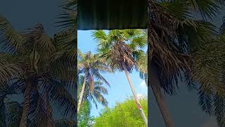dil ka keye sab ❤️🌸#video #shorts