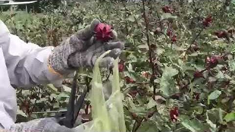 Công dụng hoa Atiso đỏ