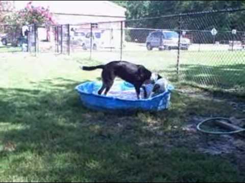 Humane Society of Pulaski County dogs in the kiddie pool.