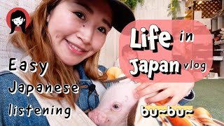 LIFE in JAPAN vlog | Pig park
👇Get my Japanese course👇https://www.mikurealjapanese.com/
Become fluent FASTER, learn Japanese in FUN and EFFECTIVE way!
👇Try my Japanese grammar / shadowing course for FREE 👇🇯🇵✏️
https://www.mikurealjapanese.com/offers/sdGfWVky/checkout
👇PODCAST SUBSCRIPTION to take your Japanese TO THE NEXT LEVEL✨
https://www.mikurealjapanese.com/podcast-transcript-service
Your support makes this podcast possible to continue 🙏✨
🤍Support Miku with coffee ☕️ : https://buymeacoffee.com/realjapanet
👇Follow Miku Real Japanese❤️(Instagram/Podcast/Course)
https://linktr.ee/MikuRealJapanese
❤️ Follow Miku Real Japanese ❤️
🎬YouTube :https://www.youtube.com/channel/UCsQCbl3a9FtYvA55BxdzYiQ
📷Instagram : https://www.instagram.com/miku_real_japanese/
✨Facebook : https://www.facebook.com/share/1DjiFhyqEX/?mibextid=wwXIfr
👯♀️TIKTOK : https://www.tiktok.com/@miku_real_japanese
🎵Spotify : https://open.spotify.com/show/6Nl8RDfPxsk4h4bfWe76Kg
🎧Podcast : https://podcasts.apple.com/jp/podcast/the-miku-real-japanese-podcast-japanese-conversation/id1560531490 LIFE in JAPAN vlog | Pig park