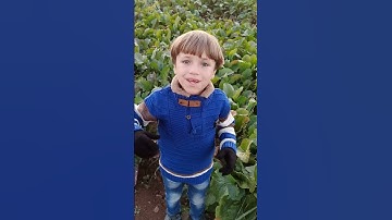 سورة القارعة