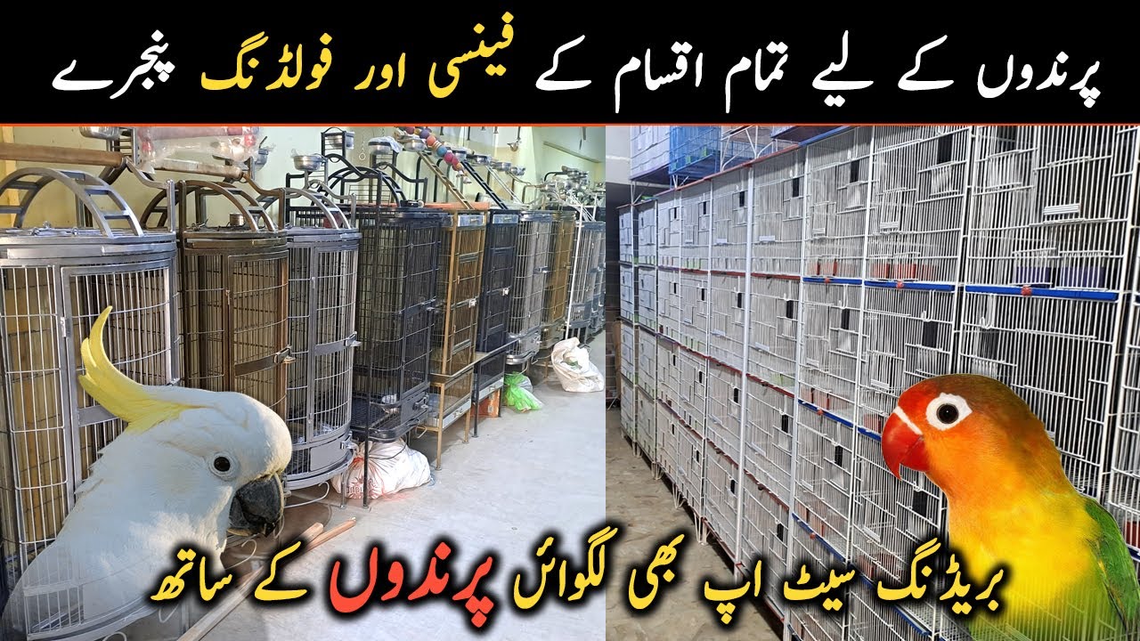 Visited Exotic Birds Cage Shop in Karachi All New Varieties Fancy & Folding Cages For Birds