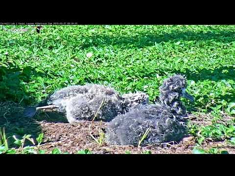 Kiamanu Stretches Legs In The Morning Sun - Laysan Albatross Cam - March 27, 2018 - 동영상