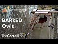 Live Barred Owl Nestbox Outside View | Wild Birds Unlimited Barred Owl Cam | Cornell Lab