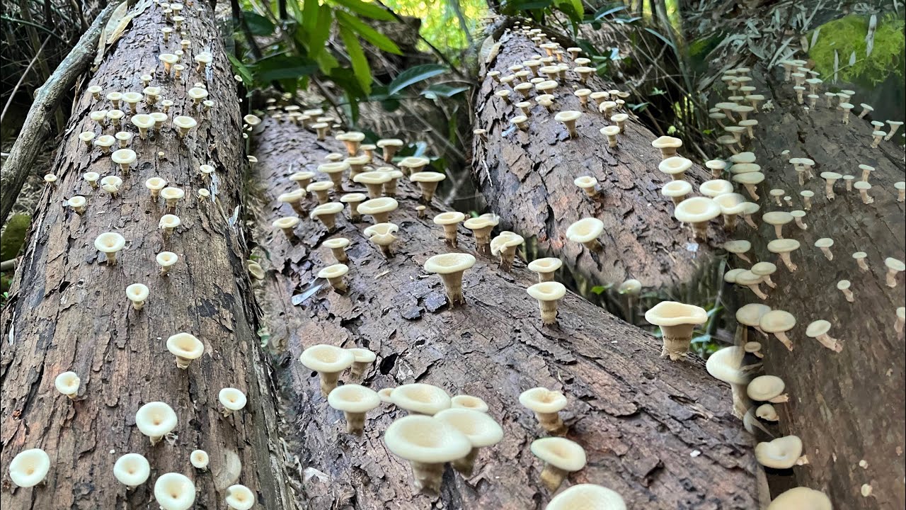 เห็ดบดเห็ดลม วันนี้ดอกสวยมาก3/ธ.ค/2568