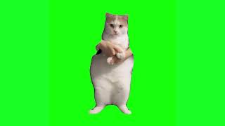 Пухлый котик танцует