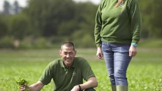 Waitrose watercress harvest