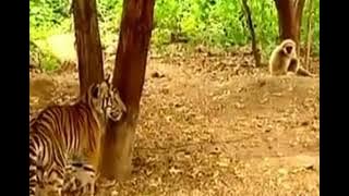 Tiger and Monkeys Popular Funny Video |  Funny Monkeys Fun VS Tigers | GSB 365
