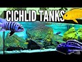 10 beautiful cichlid tank setups mbuna cichlids