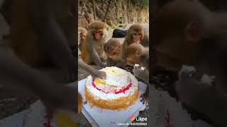 خفة دم القرود وهم يأكلون الكيكة