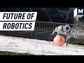 A look into the future of robotics at mit csail  strictly robots