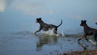 Holliday with Manchester Terrier by Peter Berlin 1,780 views 4 years ago 33 minutes