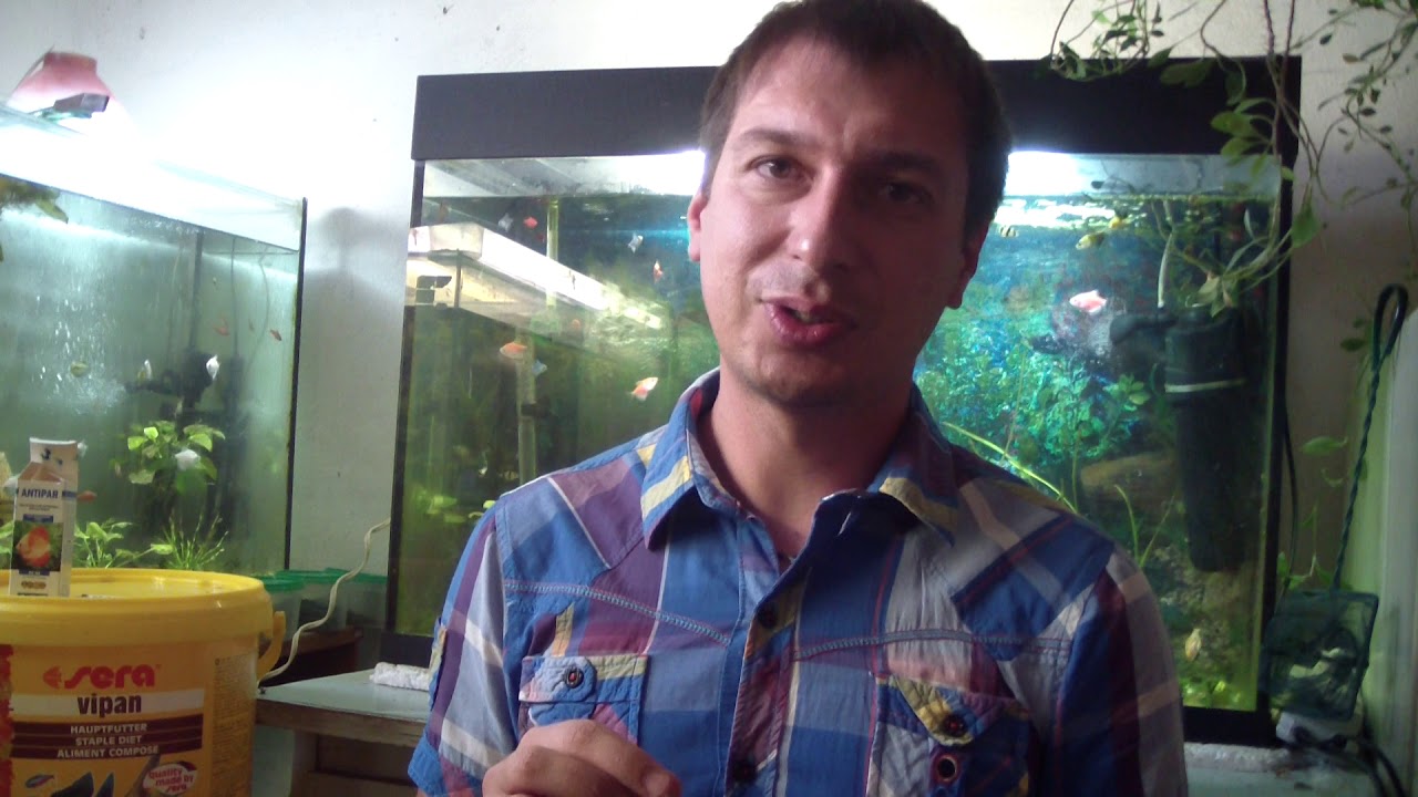 Лечение Ихтиофтириоза (манки) у аквариумных рыбок. - YouTube