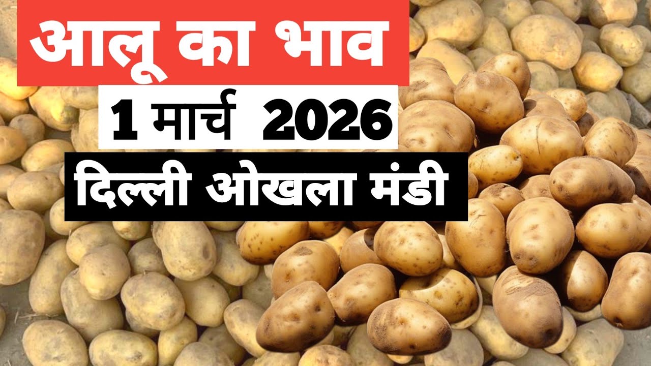 1 March 2026 🥔 आलू का भाव दिल्ली ओखला मंडी ।। Today Potato Rate in Okhla Mandi || Bharat ke Bazar