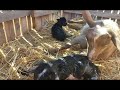 Cassie's Labor! Nigerian Dwarf Goat Having Babies - WARNING GRAPHIC!