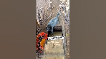 Monkey trap: monkeys entering a trap