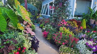 August Full Container Garden Tour, Hitting Peak Color!