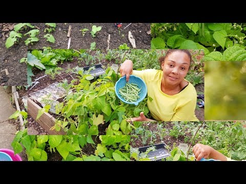 Vídeo: Plantando Feijão Verde – Como Cuidar do Feijão Verde