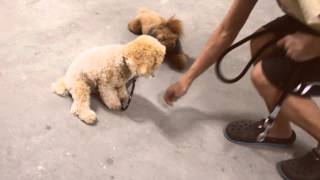 Visit our blog at: www.ambertoypoodle.blogspot.com Facebook: www.fa...
