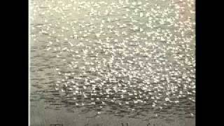 The Friendly Fires - Looks Like Rain