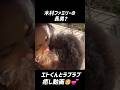 🐶木村家の長男は頼りがいのあるエトくん♡ #木村拓哉 #工藤静香 #可愛い #癒し #かわいい #koki #cocomi