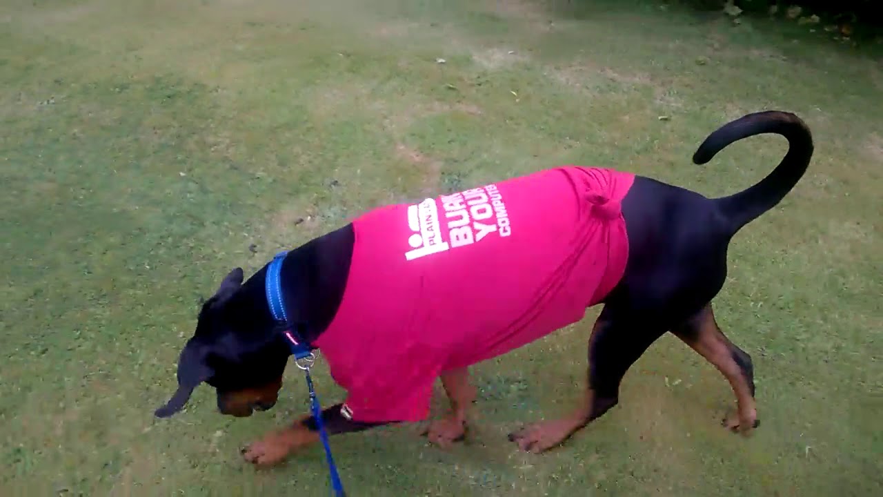 Thank you Vets for pets, Barnsley. 🐶😉 YouTube