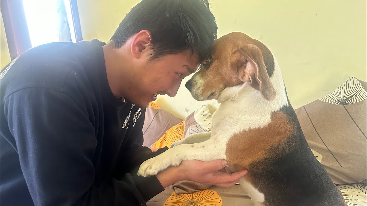 A Day in my life Vlog/meet my beagle Dexter/Office/Food