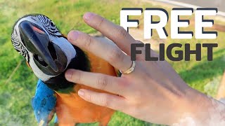 Free Flight Parrot | THAILAND