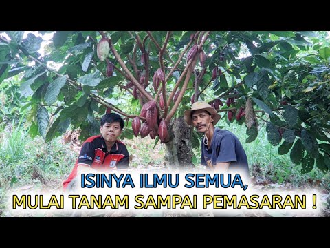 Video: Bagaimana Kakao Bermanfaat?