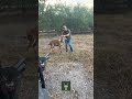 Nyala calf needs a blood transfusion.