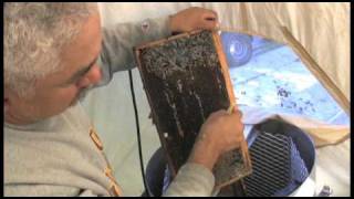The Beekeeper