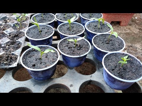 Vídeo: Mudas De Pimentão: Principais Estágios De Crescimento