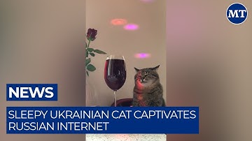 Sleepy Ukrainian Cat Captivates Russian Internet | The Moscow Times