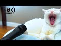寝起きの猫にエコーマイクを当ててみた